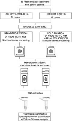 Cold Formalin Fixation Guarantees DNA Integrity in Formalin Fixed Paraffin Embedded Tissues: Premises for a Better Quality of Diagnostic and Experimental Pathology With a Specific Impact on Breast Cancer